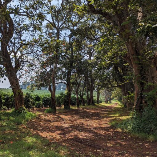 Kenya | Kiambu | Eaagads PB - Image 3