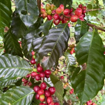 Beautiful red, ripe, geisha coffee cherries on a coffee bush.
