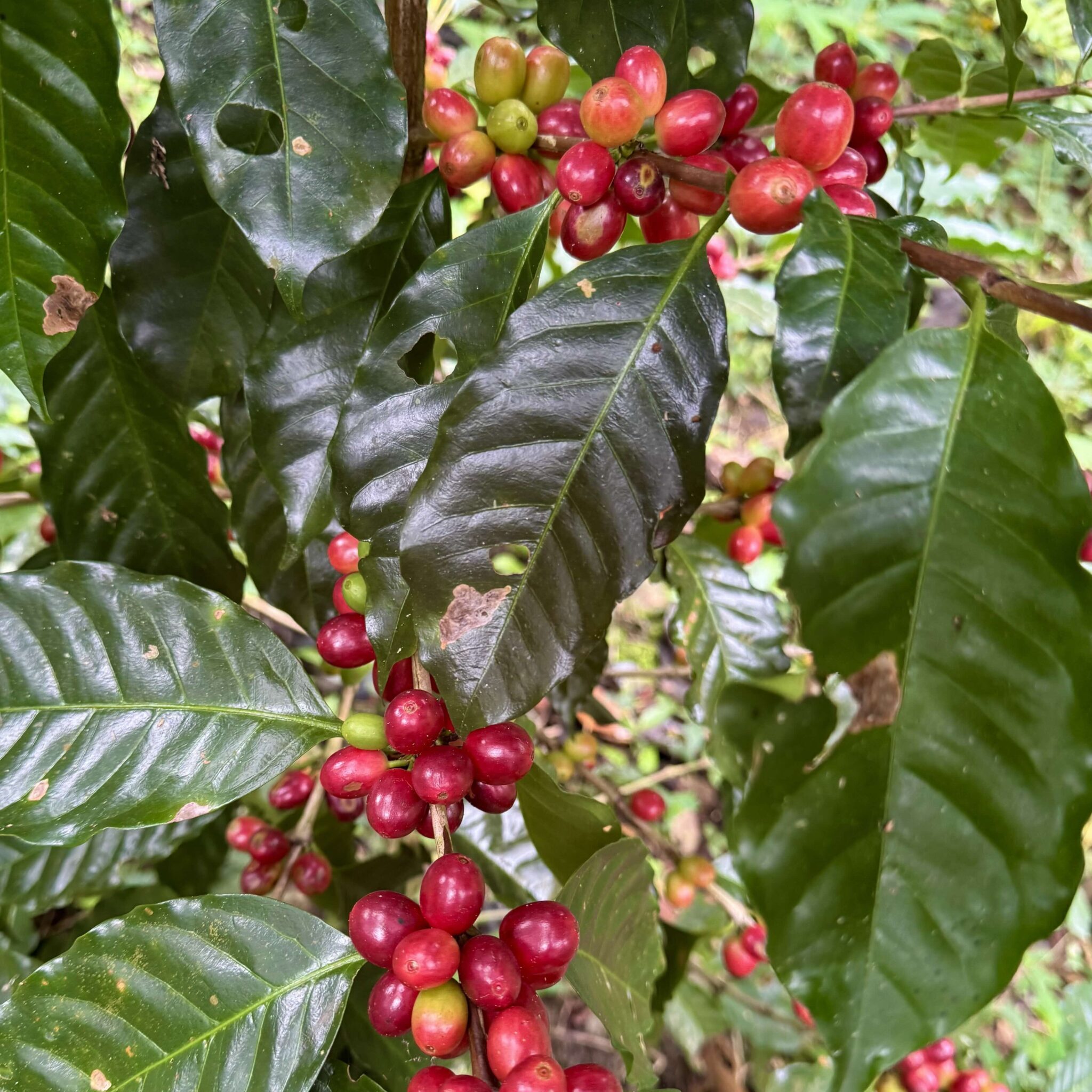 Beautiful red, ripe, geisha coffee cherries on a coffee bush.