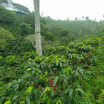 Colombia, La Providencia, Pink Bourbon Lush green hilside interspersed with coffee trees