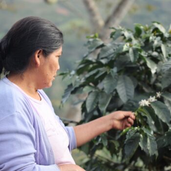 In this photo someone inspects the flowers of a coffee bush. Peru Cusco Pukamocco