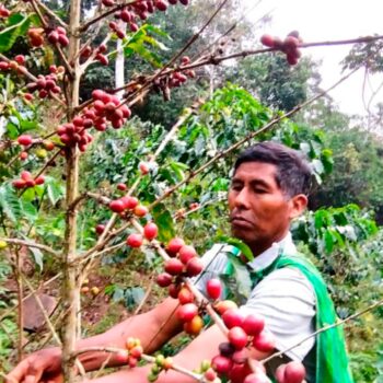Hand picking by the Inambari. PERU PUNO QUIQUIRA