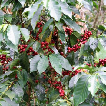 PERU PUNO QUIQUIRA Ripe red cherries on a coffee bush