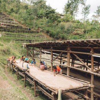 Burundi | Heza | Heza Hills. Raised beds for drying coffee.